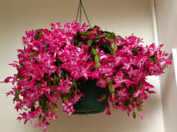 Hanging Christmas Cactus with Pink Flowers