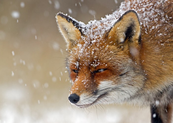 Red fox in the snow