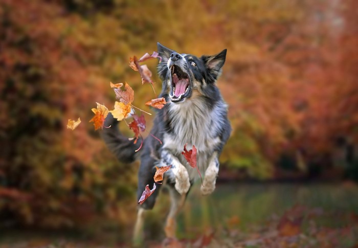 Border Collie Dog Jumping Through Autumn Leaves