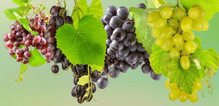 Grapes on a colored background