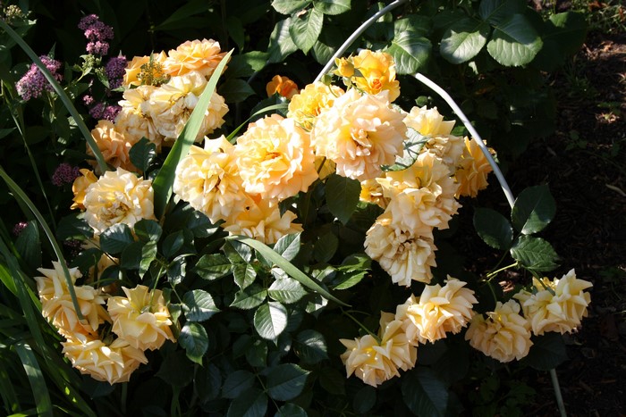 Yellow roses in a garden