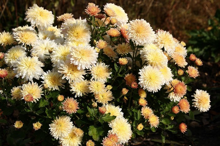 Close-up of a bush of white and peach chrysanthemums