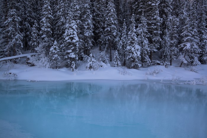4K Winter Snowy Spruce Forest in Banff Canada