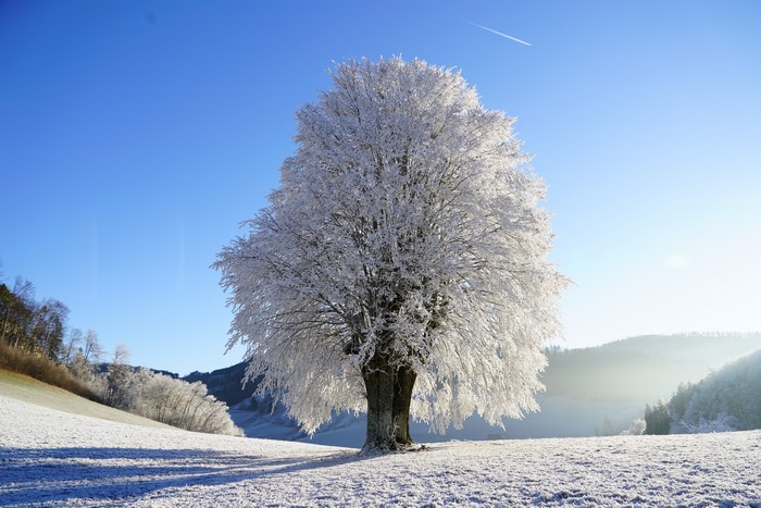 A lone frosted tree in a snowy field under a clear blue sky
