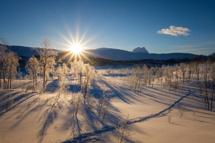 Winter landscape with sun shining through frosted trees