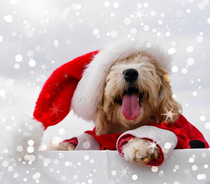 Dog wearing a Santa hat and suit