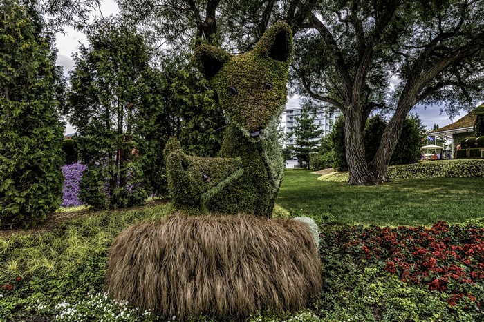 Topiary fox sculpture in a park in Ottawa, Ontario, Canada