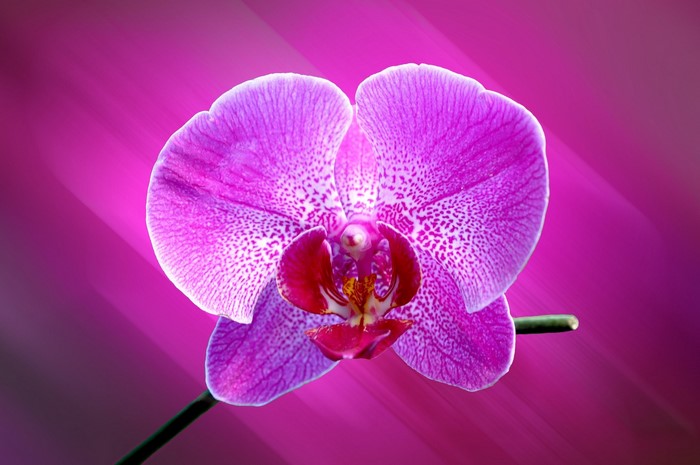 Close-up of a pink orchid with white spots