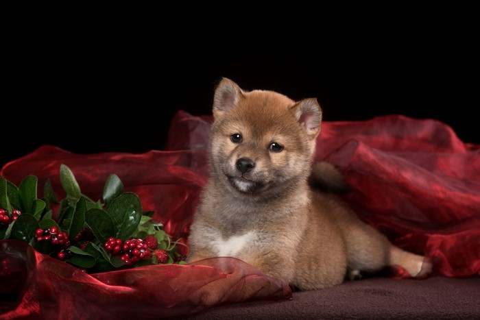 Shiba Inu puppy with red fabric and berries