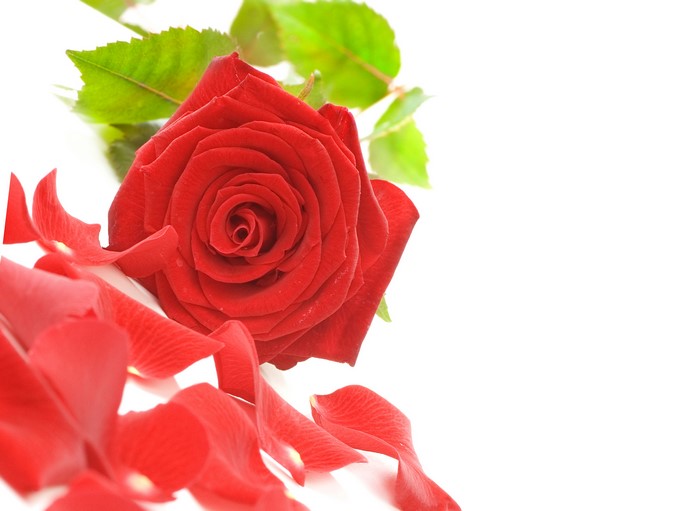 Red Rose with Petals on White Background