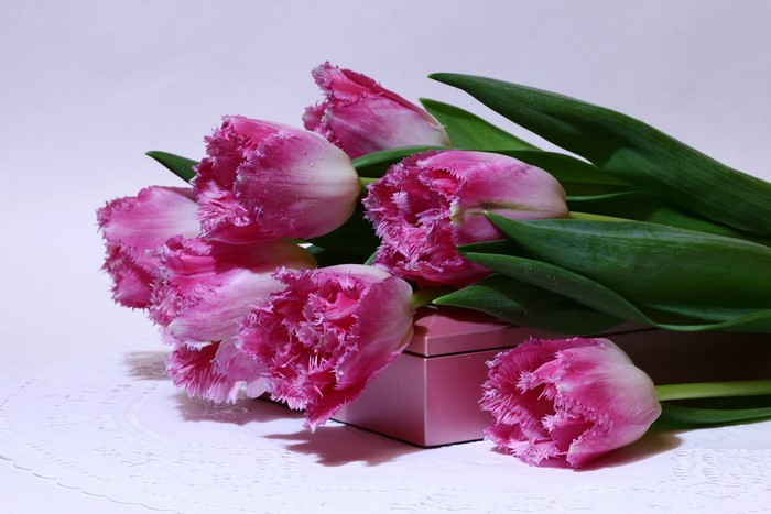 Pink fringed tulips on a pink box