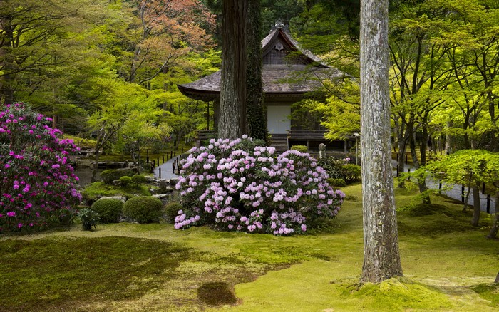 Japanese Garden with Rhododendrons and Temple