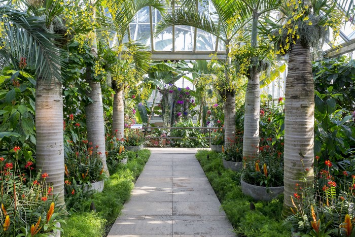 Palm trees and flowers in a greenhouse
