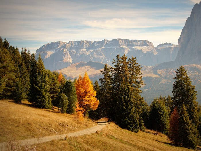 Autumn forest trail in the Italian Dolomites