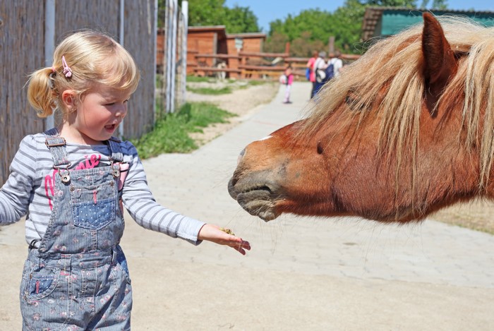 Little girl feeding a horse
