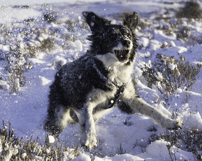 Border Collie dog playing in the snow