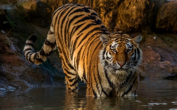 Tiger standing in water