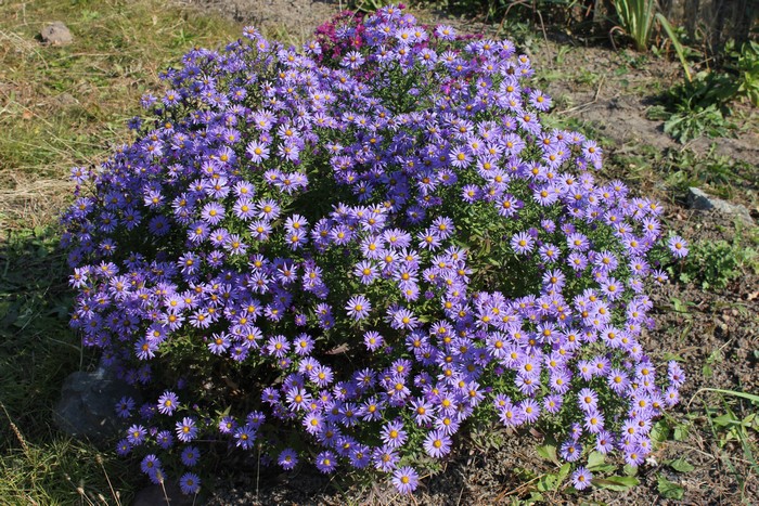 Many Violet Asters in a Garden