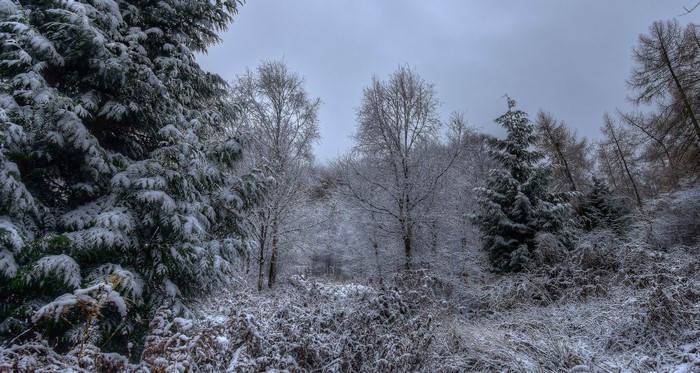 Snow covered trees in a forest in Yorkshire, UK