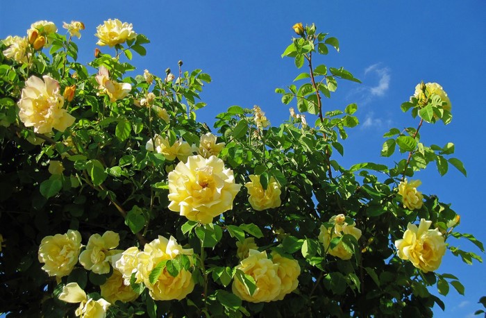 Yellow roses on a blue sky background
