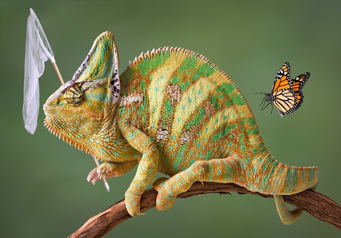 Chameleon with Butterfly Net and Monarch Butterfly