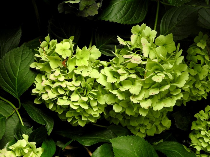 4K Yellow Green Hydrangea Closeup
