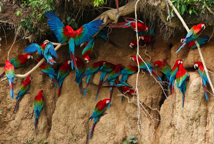 Many Macaw Parrots on a Cliff