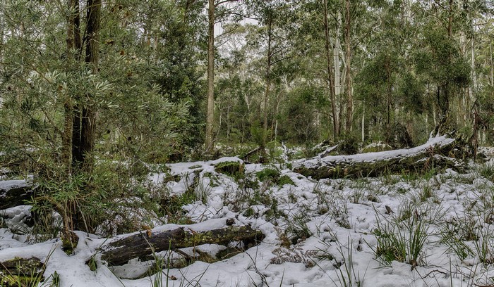 Snowy forest scene in Barrington Tops National Park, Australia
