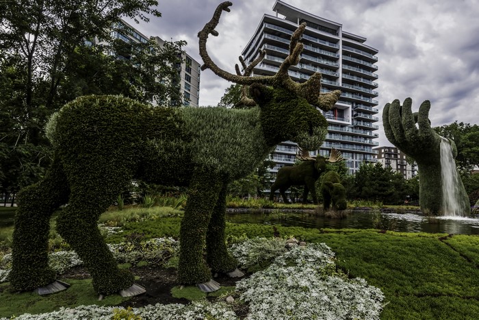 Topiary Moose Sculptures in a Garden with Modern Buildings
