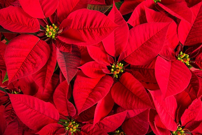 Closeup of Red Poinsettia Flowers
