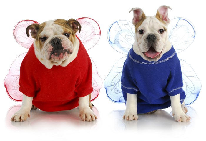 Two Bulldogs in Costumes with Wings