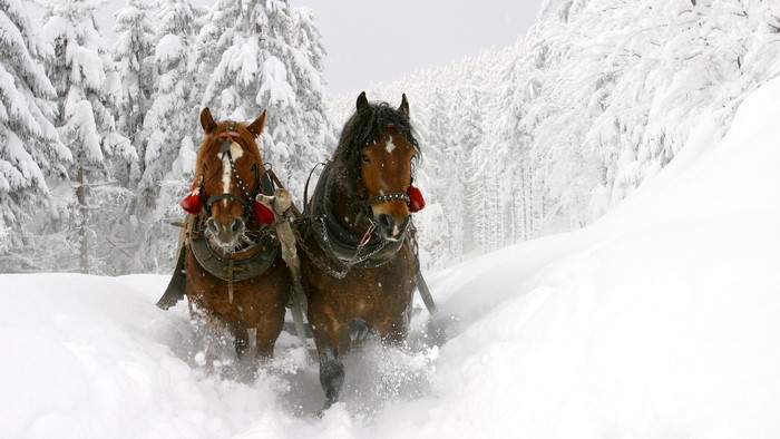 Two horses pulling a sleigh through the snow