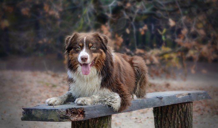 Brown Australian Shepherd dog lying on a wooden bench