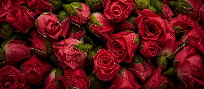 Red Roses with Water Droplets