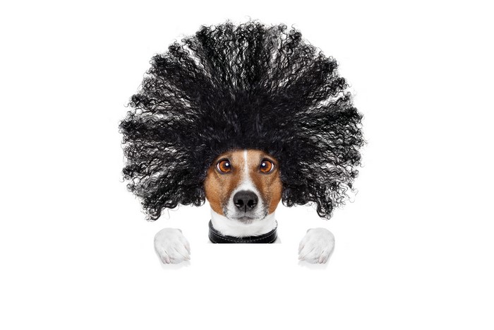Jack Russell terrier wearing a black afro wig