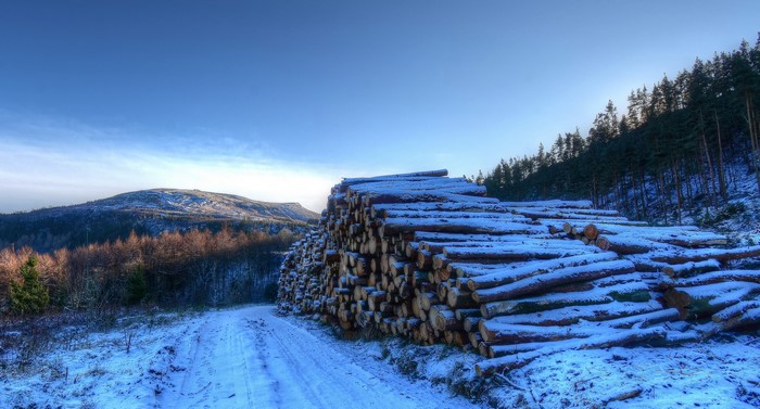 Snow covered logs in Yorkshire, England during winter