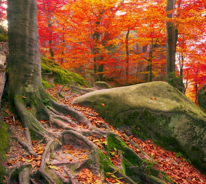 Autumn forest in Zakarpattia, Ukraine with large tree roots and stones