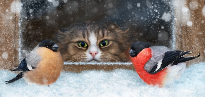 Cat watching Bullfinches in the snow