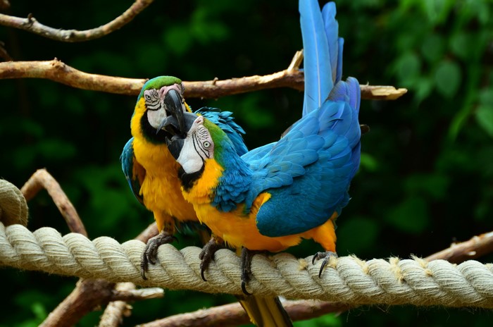 Two Blue-and-yellow Macaws on a Rope