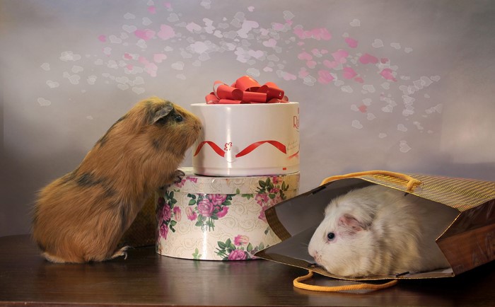 Two guinea pigs with gifts