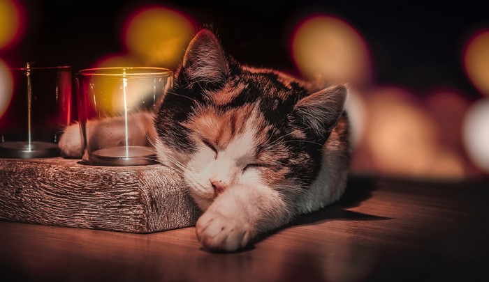 Calico cat sleeping next to glass holders