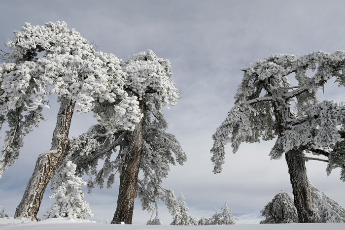 Snow-covered trees in a winter landscape