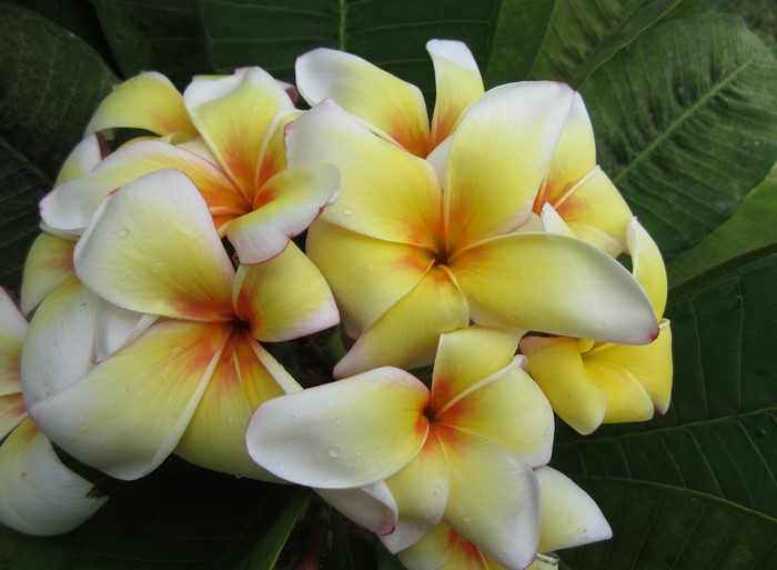 Plumeria flowers with yellow and orange centers