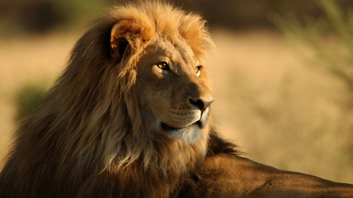 Lion with a mane in the savanna