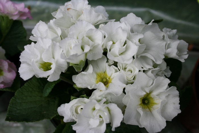White Primula flowers with green leaves