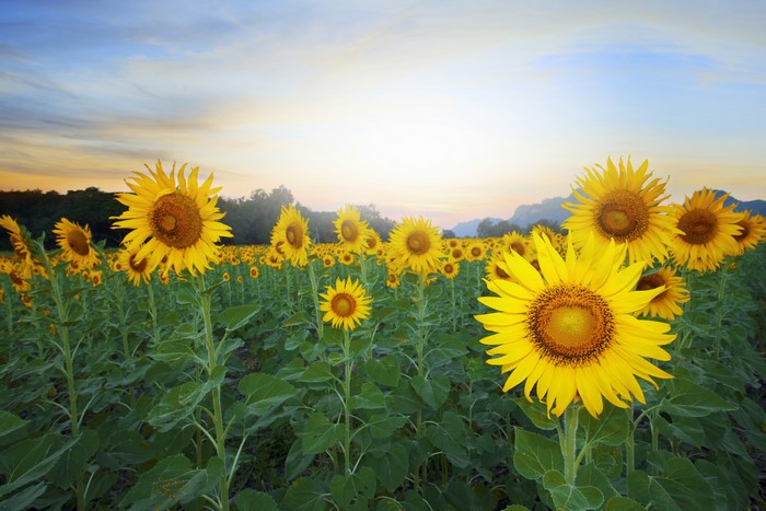 Field of Sunflowers at Sunset
