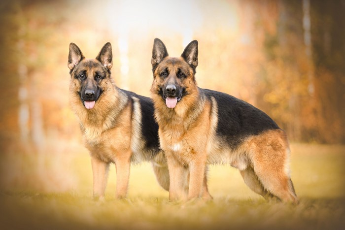 Two German Shepherd Dogs in Autumn