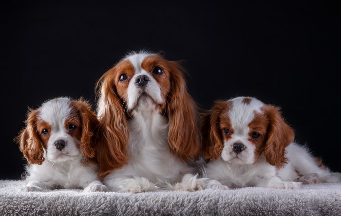 Three King Charles Spaniels on a fluffy surface