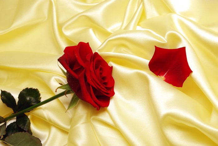 Red rose on yellow satin fabric