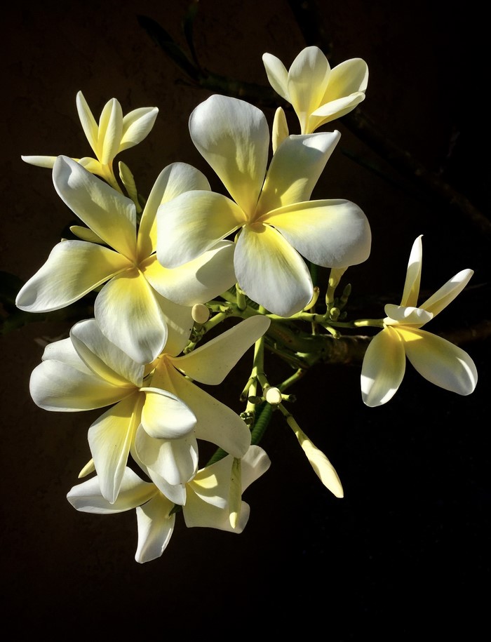 White and yellow Plumeria flowers on black background